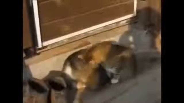 Для поднятия настроения!!!Очень позитивное видео про кошек и собак !!! смотреть онлайн