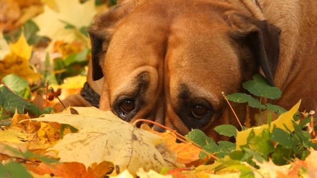 Красивые собачки в золотистую осень показ слайдов 2015! смотреть онлайн