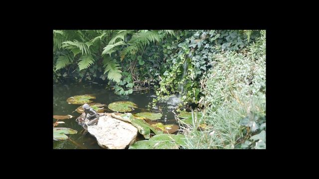 Журчащая вода со звуками природы - Прекрасный лесной ручей смотреть онлайн