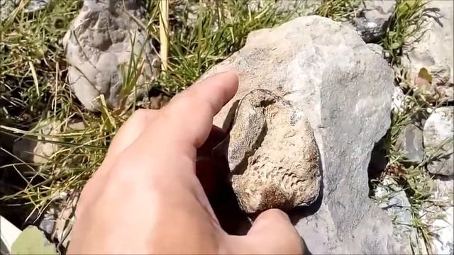 Интересное отложение древнего океана Тетис Interesting Deposit Of The Ancient Tethys Ocean 古特提斯洋有趣的