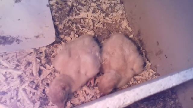 Кооб 500 вывод инкубатора 1500 смотреть онлайн