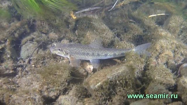 Пескарь подводное видео смотреть онлайн