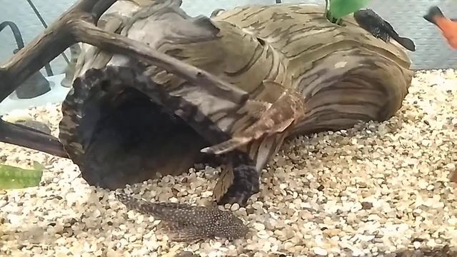 Личинка анциструса превращается в малька. смотреть онлайн