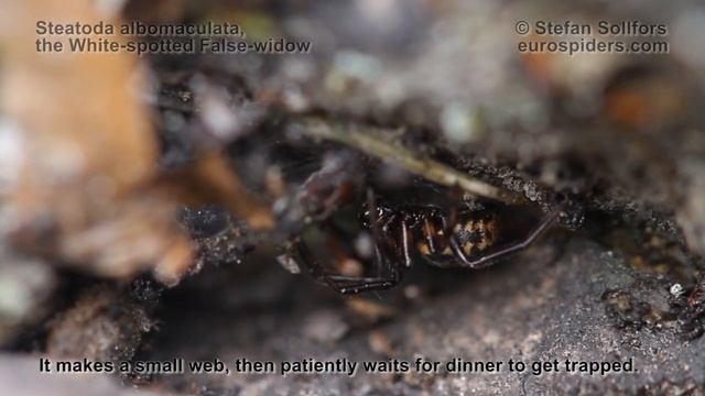 Steatoda albomaculata - the White-spotted False-widow смотреть онлайн