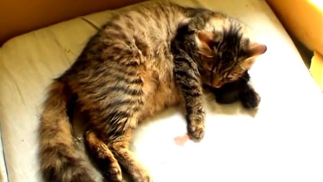 Роды кошки, кошка рожает , котята, Cat Giving Birth