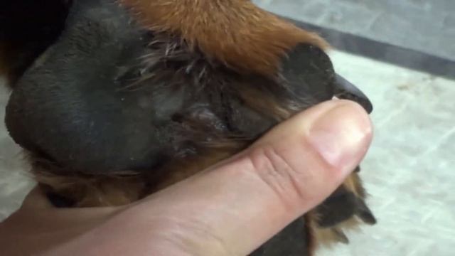 ЛЕЧИМ ПОДОДЕРМАТИТ У СОБАКИ. РЕМИССИЯ смотреть онлайн