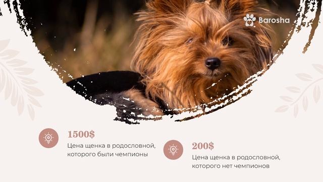 Йоркширский Терьер Цена, Мини Йорк Цена, факторы влияющие на цену йорка смотреть онлайн