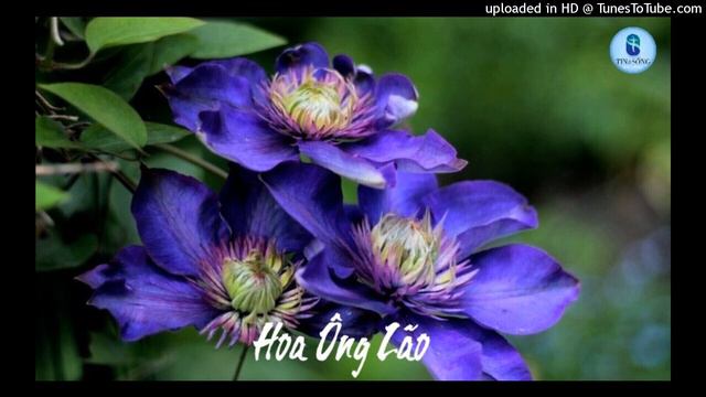 Hoa Ông Lão смотреть онлайн
