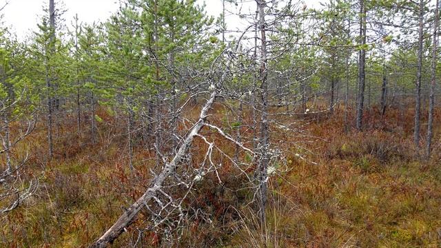 озеро Текун часть 2 Оно там смотреть онлайн