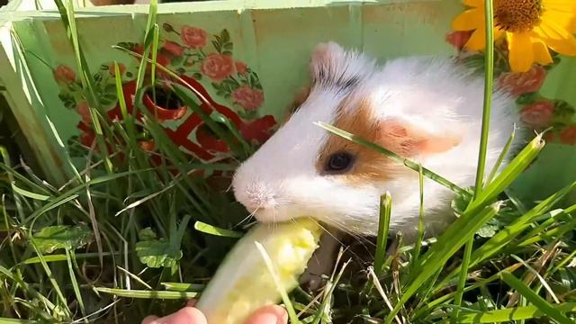 Морские свинки/Боря и Пятнуша на прогулке смотреть онлайн