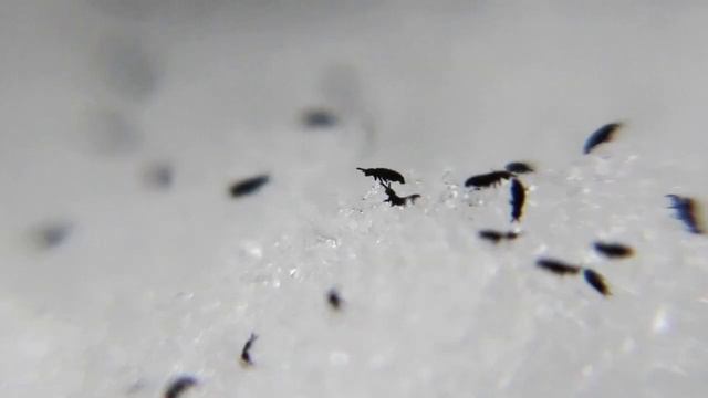 Interlude Thall смотреть онлайн