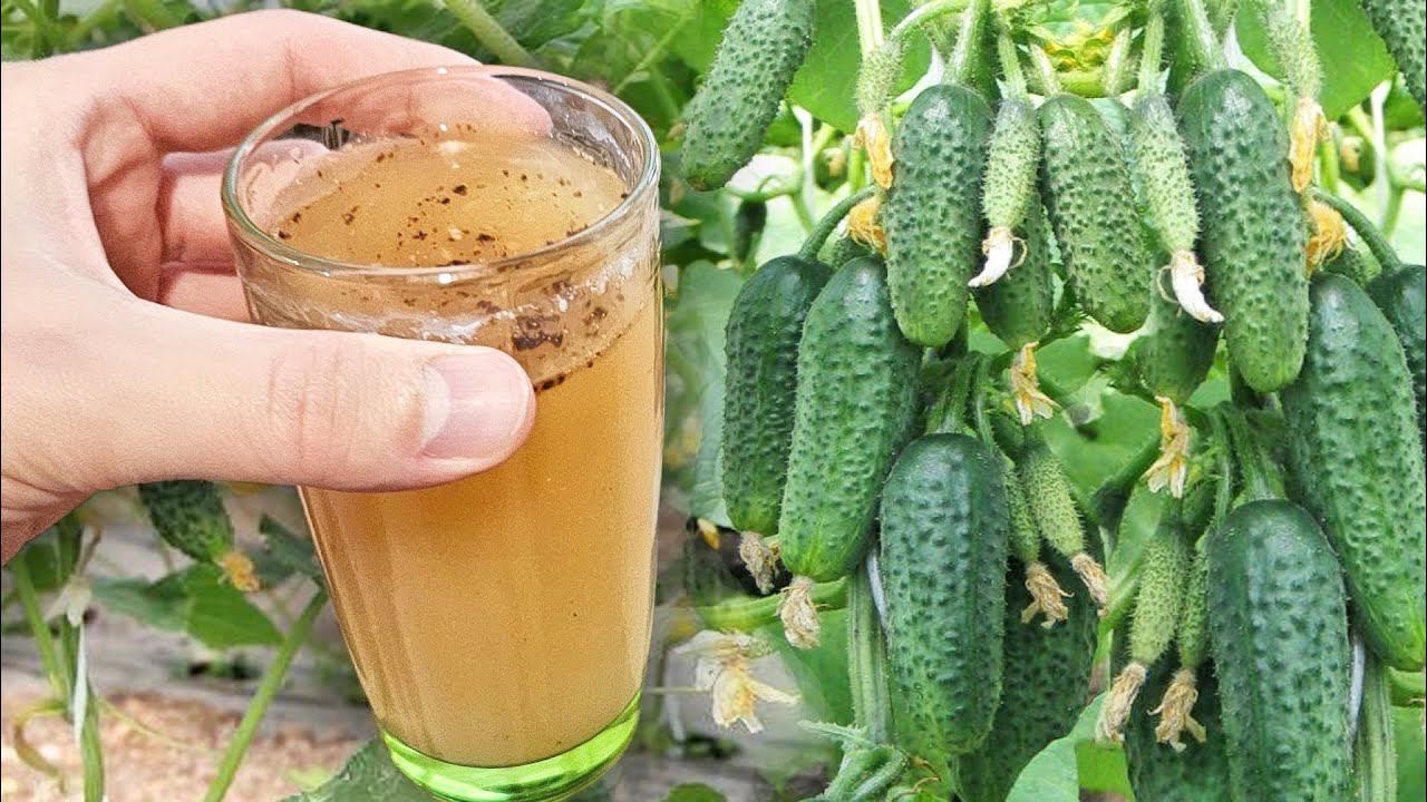 1 СТАКАН в ИЮЛЕ и огурцы сразу обильно заплодоносят. Огурцы мешками будете собирать смотреть онлайн