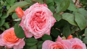 Роза Институт Люмьер в Подмосковье