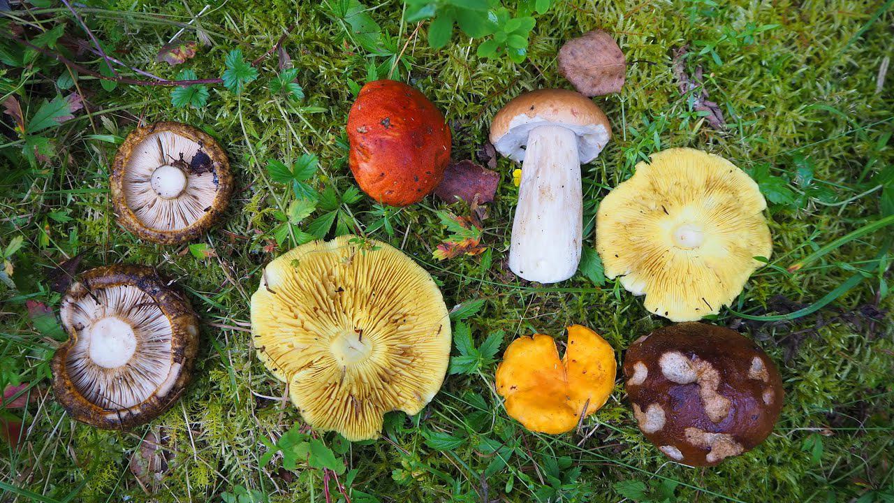 Вернемся в лето?.. Чернушечное СЧАСТЬЕ на севере Подмосковья! Проверка грибных мест принесла удачу!