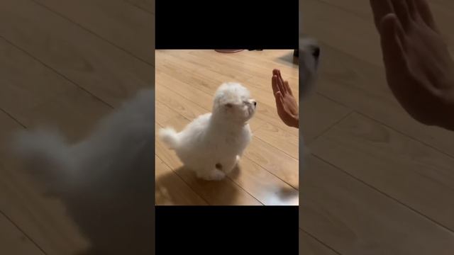 Бишон фризе умеет давать лапку| dogs| Любим играть с щенком|happy PUPPY| Счастье |Дрессировка смотреть онлайн