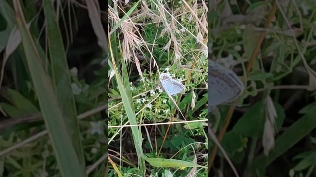 Обыкновенная синяя бабочка смотреть онлайн