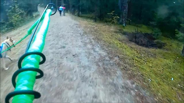 По Следам Желтых Листьев 2017//DBW_C1// хаски НериЕна смотреть онлайн