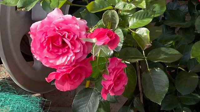 DIZZY HEIGHTS CLIMBING ROSE l David Austin, Plant Profile & growth progress смотреть онлайн