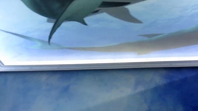3D потолок акулы от "Небо Сантьяго" смотреть онлайн