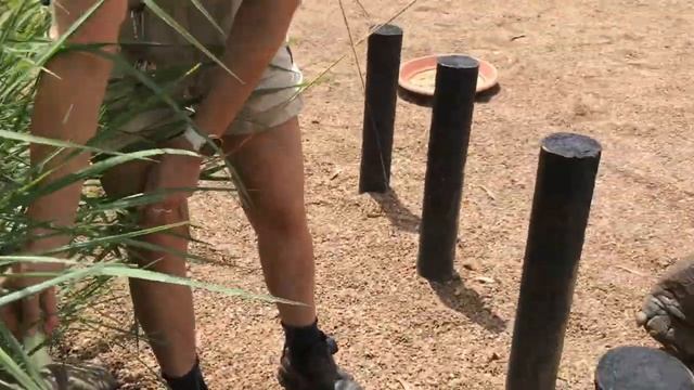 Big Tortoise Chases Smaller Female - Australian Reptile Park смотреть онлайн