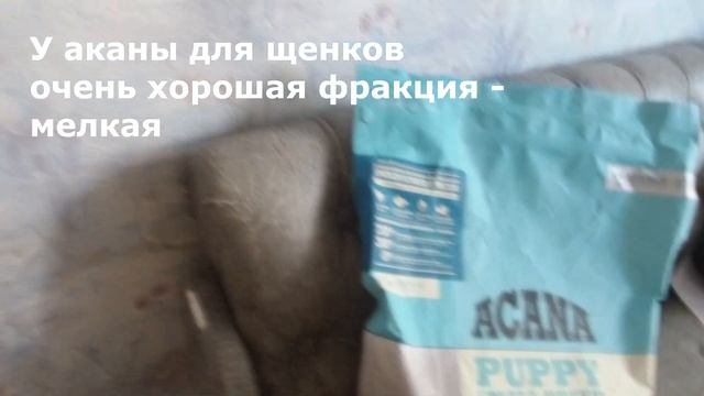 Питание щенка йорка в 7-8 месяцев? Что можно щенку йорка, а что нет? Что ест Николь? смотреть онлайн
