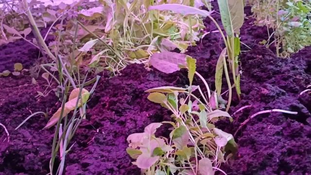 высокая грядка- теплица. серые будни. смотреть онлайн