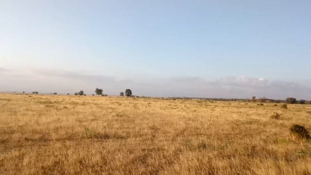 Хортые борзые. Охота. смотреть онлайн