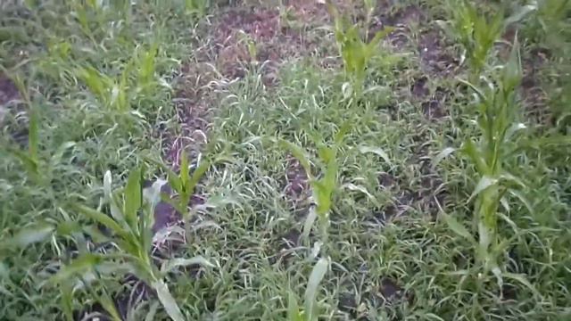 гербицыт элегант .Состояние кукурузы и ячменя , как отработал. смотреть онлайн