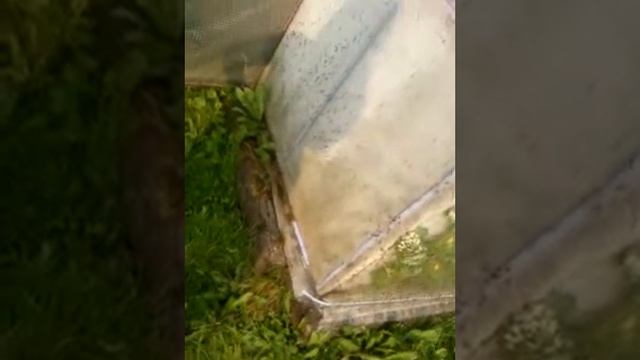 Нашествие муравьев на теплице смотреть онлайн