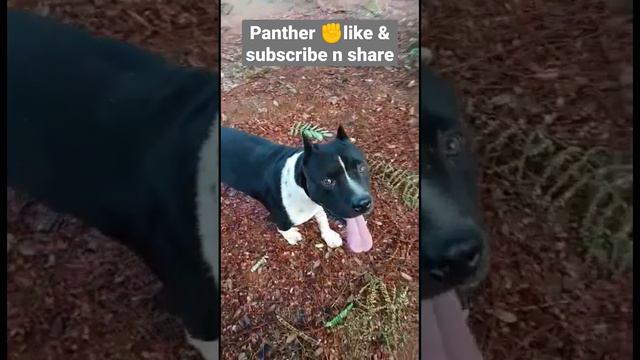 #panther #pitbull badmasi in jungle смотреть онлайн