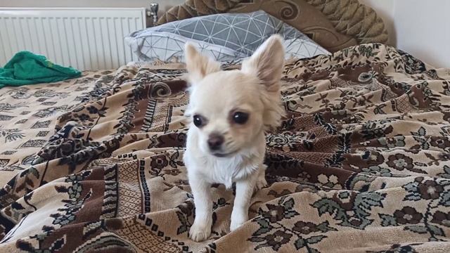 Злая чихуахуа смотреть онлайн