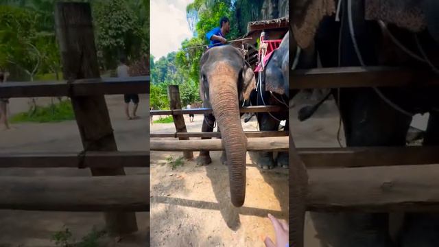 У животных есть душа. Я видел это в их глазах.#слоны #животные #путешествия смотреть онлайн