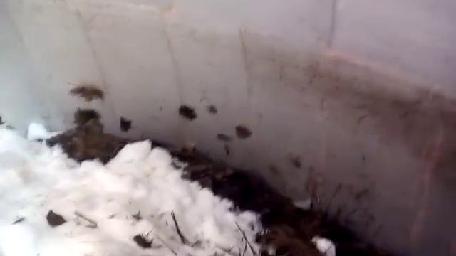 Биогаз. Биогазогенератор для отопления дома #8 смотреть онлайн