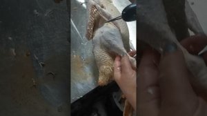 Тестируем электрический пинцет для удаления перьев.