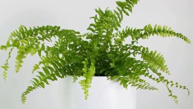 Ошибки выращивания папоротников. Не растет и болеет, что делать? смотреть онлайн