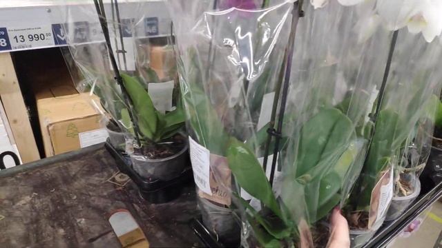 27.11.21.ОРХИДЕИ в Леруа Мерлен на пр. Испытателей.