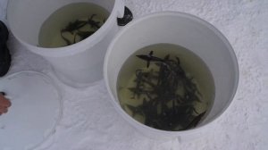 БЕСТЕР. 51 шт. Запускаю Бестера в пруд. Надеюсь подрастет и будет интересная рыбалка и рыба к столу