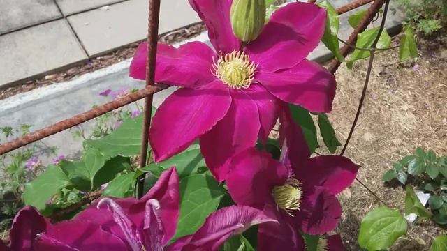 Клематис хоси но фламинго смотреть онлайн