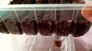 ? ПОСЕВ Бегонии Америгибрид Пикоти ?