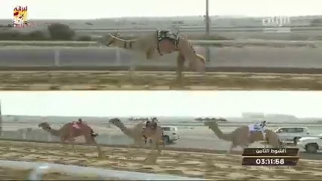 البث المباشر ... لسباق الحيل والزمول (أشواط عامة) مهرجان المؤسس -صباح 9-12-2019 смотреть онлайн