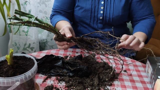 Распаковка саженцев из садового центра "Дарвин" смотреть онлайн