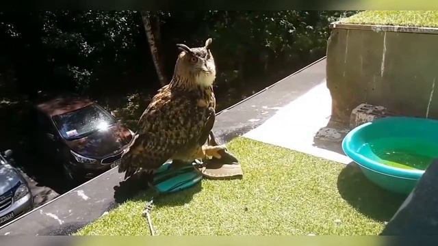 Сова - Смешные Совы/Приколы с Птицами - Funny Owls