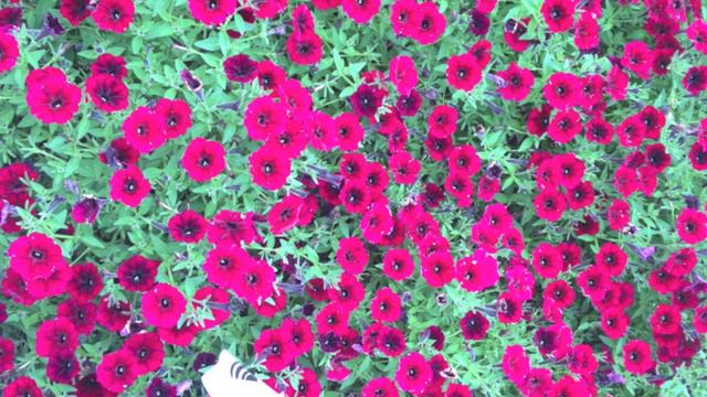 Petúnias - Qual é a mais bela?