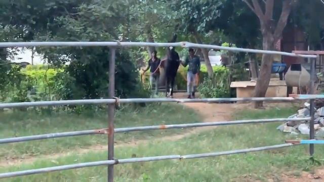 Marwari Horse Breeding | Marwari horses | black horses | stallion horses | horse breeding смотреть онлайн