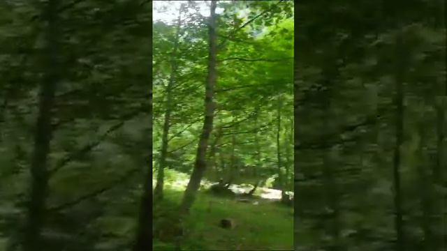 14 августа 2023 г.Кристально чистая горная река и необыкновенно красивая природа Чечни. смотреть онлайн