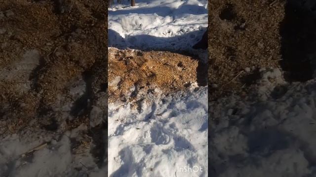 с Тайгой на кормушке для животных. смотреть онлайн