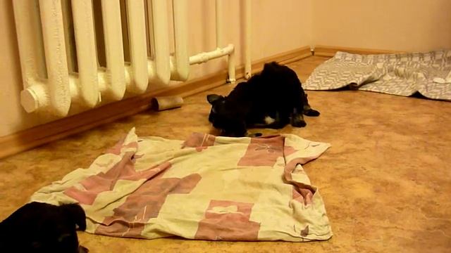 Веселые щенки цвергшнауцера. смотреть онлайн