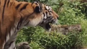 Лев против Тигра Кто сильнее Лев или Тигр Animal World TV 2018