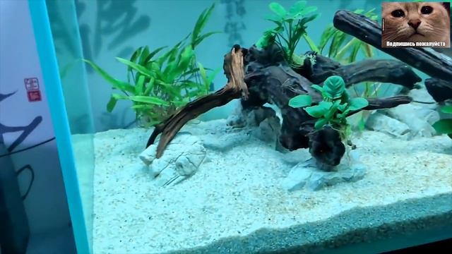 Аквариум 300 литров. ЗАПУСК. Очень полезное видео смотреть онлайн