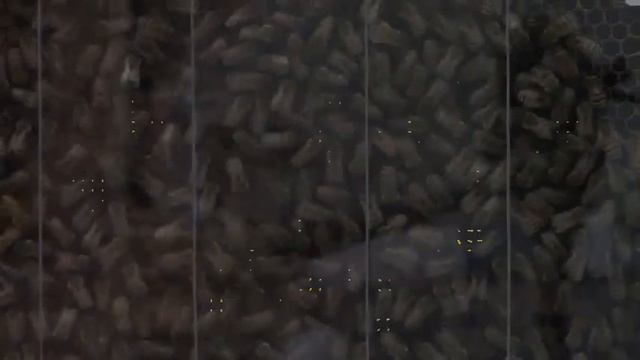 Particle image velocimetry performed on honey bee waggle dances. смотреть онлайн